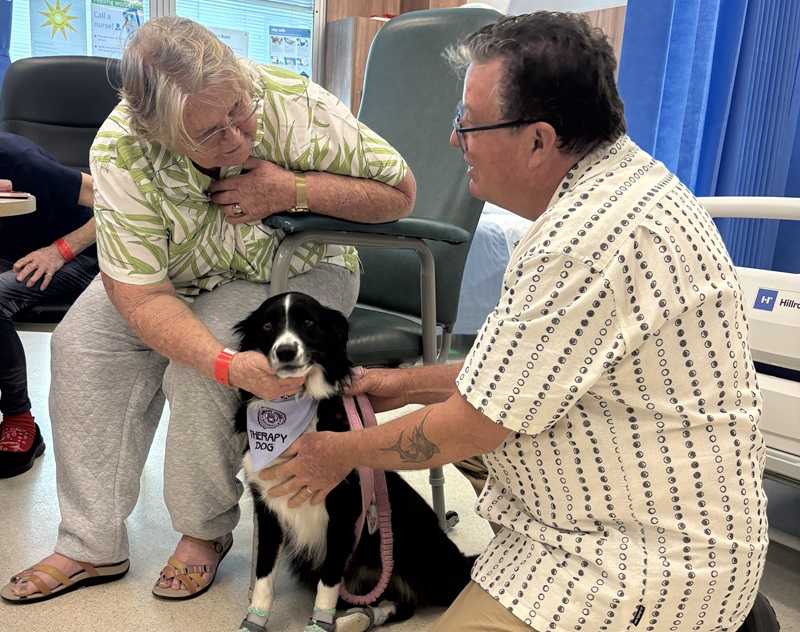 A black and white thrapy dog cuddles with an elderly patient